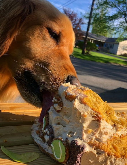 finley eats cake