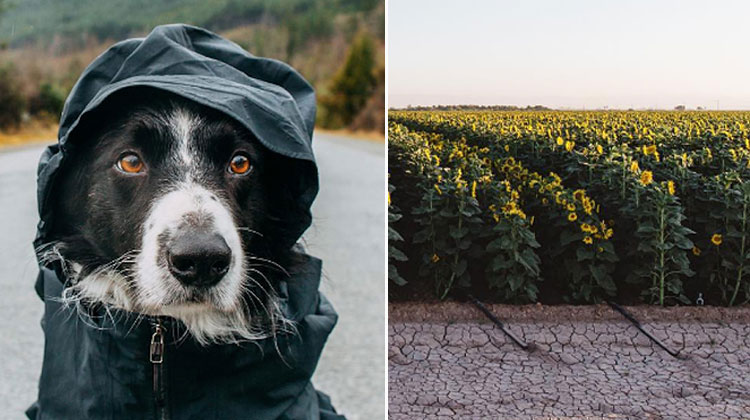 border collie in rain jacket and field of sunflowers
