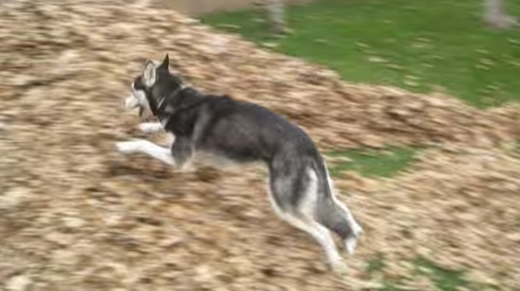 husky jumping into leaf pile