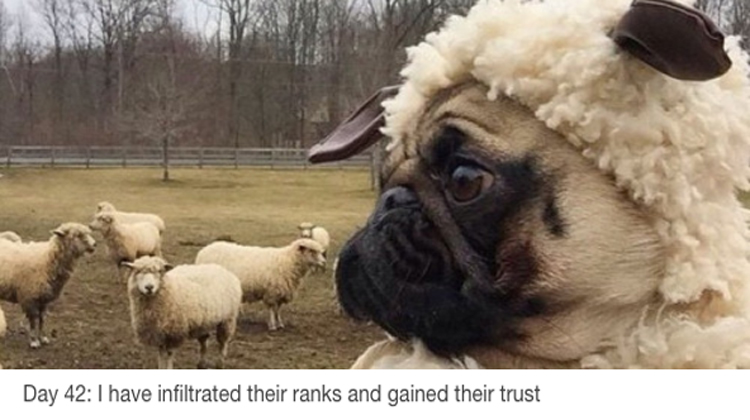 pug dressed as sheep