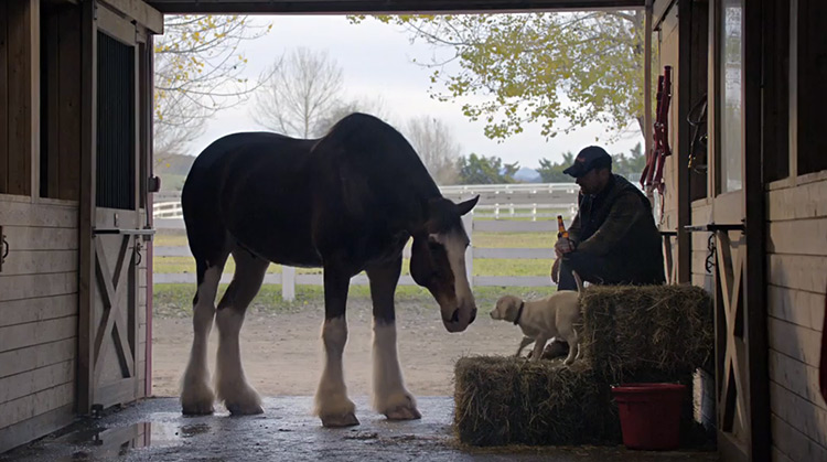 Budweiser Clydesdale touching noses with puppy