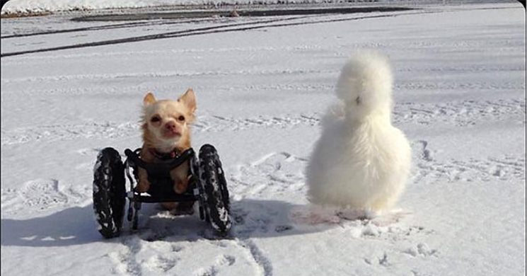 Chihuahua and chicken play in the snow.