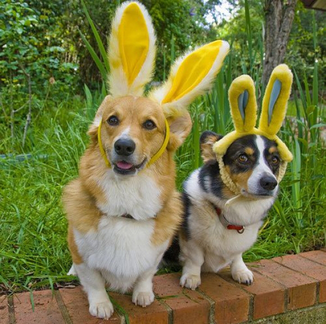 dogs with bunny ears