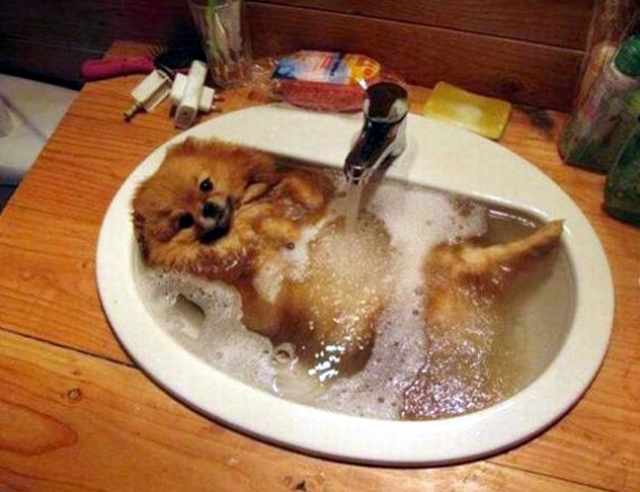 bathing-dog