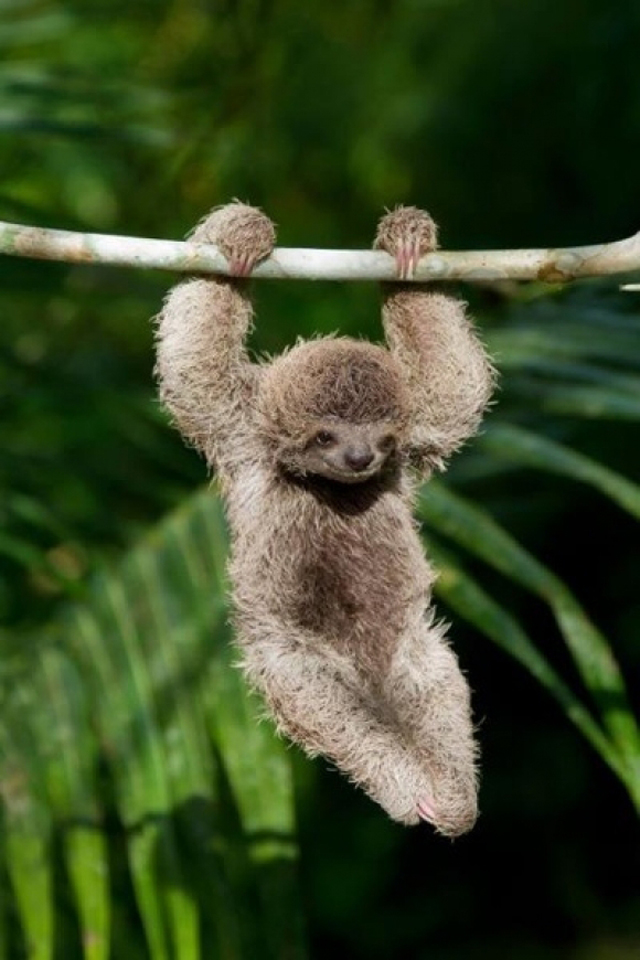  Baby Sloth Hanging