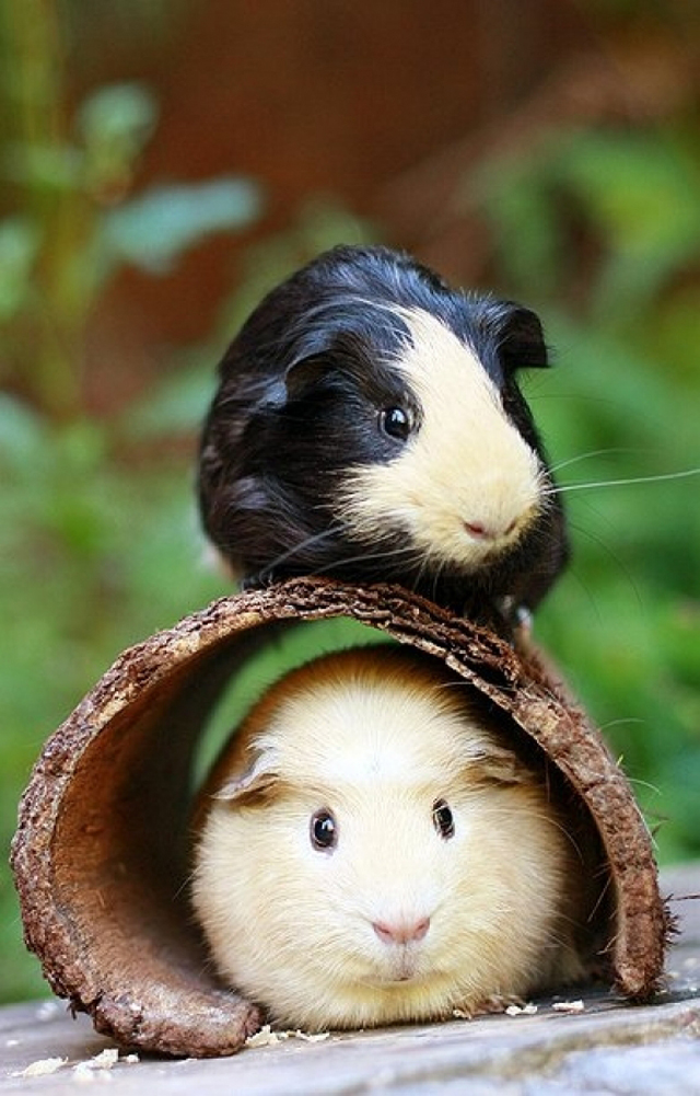 two guinea pigs