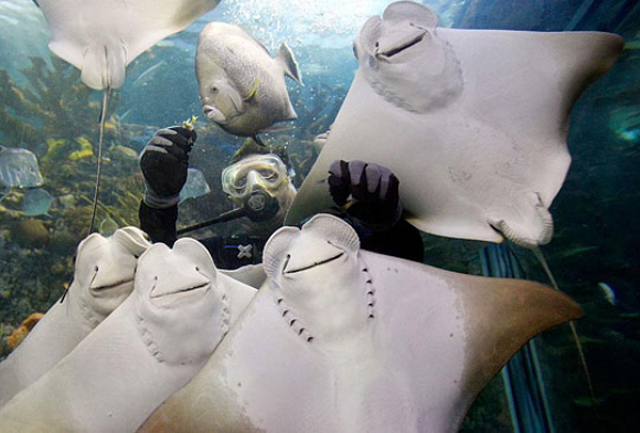smiling manta rays