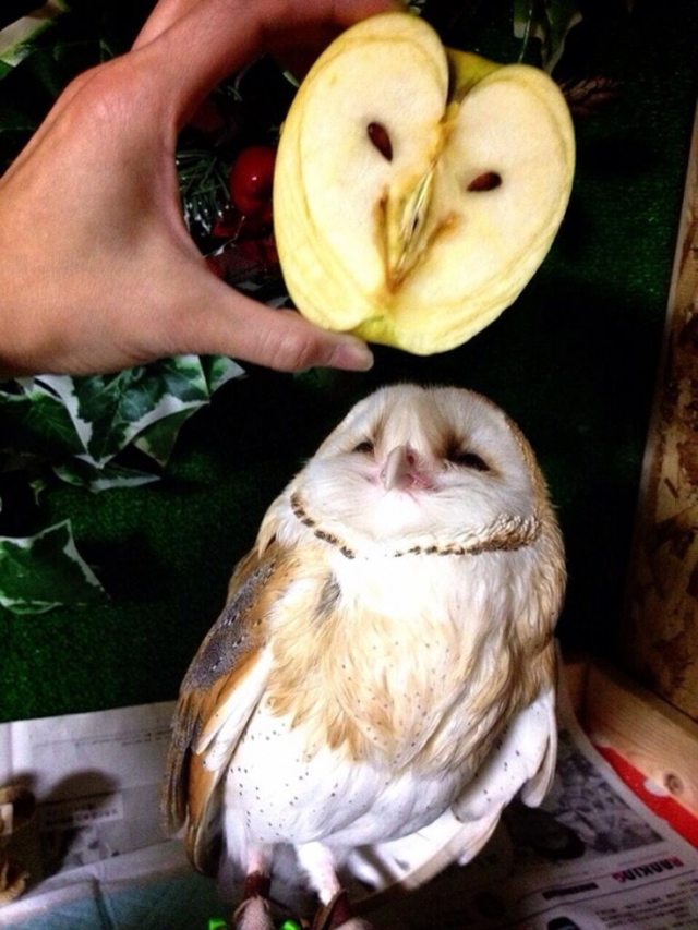 owl looking like an owl