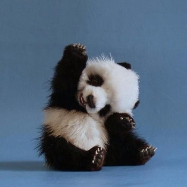 panda-with-a-question