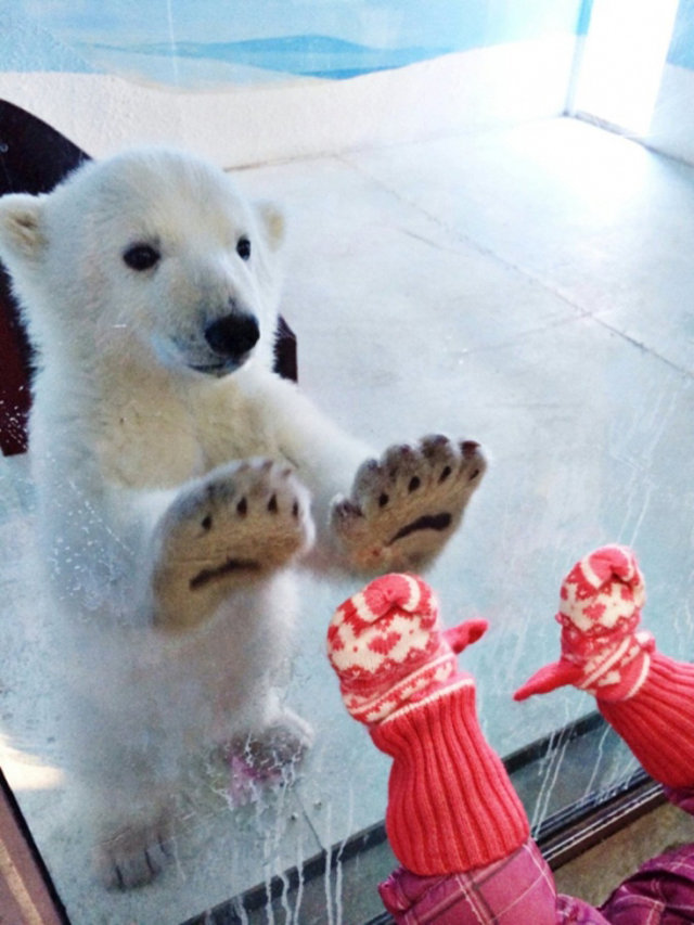 polar bear high five