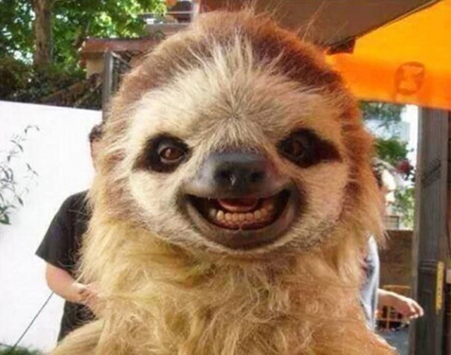 happy sloth