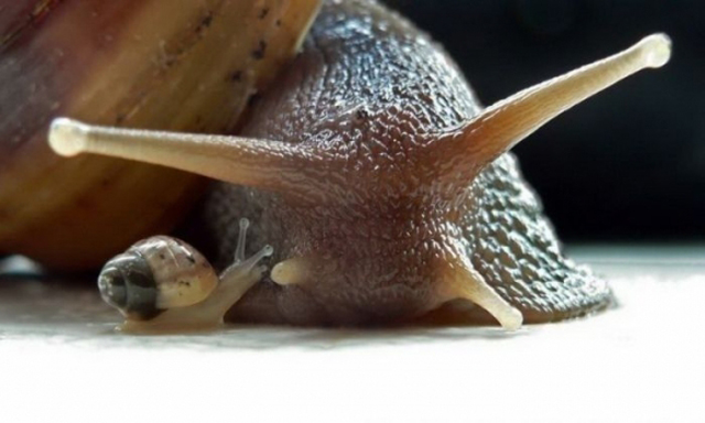 baby snail touching mother