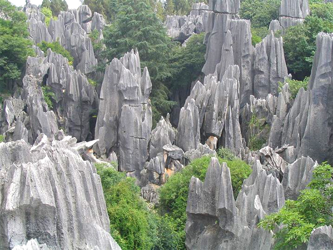 the-stone-forest