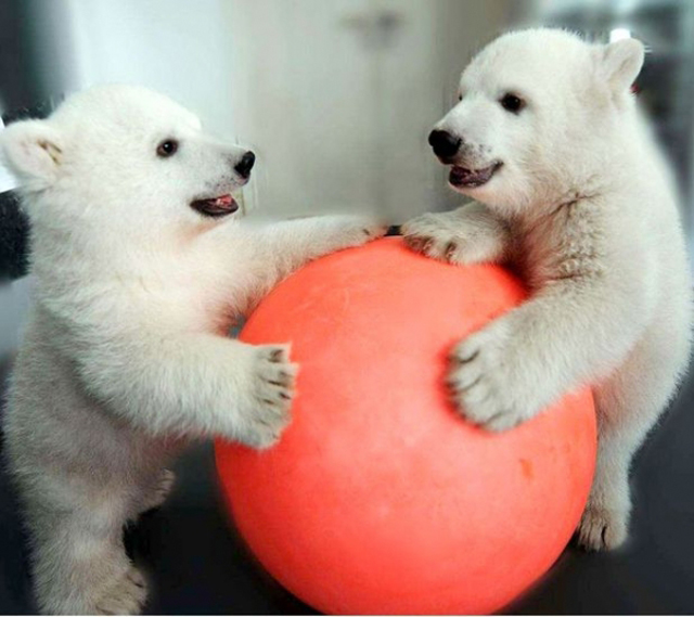 two-polar-bears-playing-with-red-ball