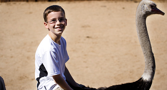 young connor grooms with an ostrich