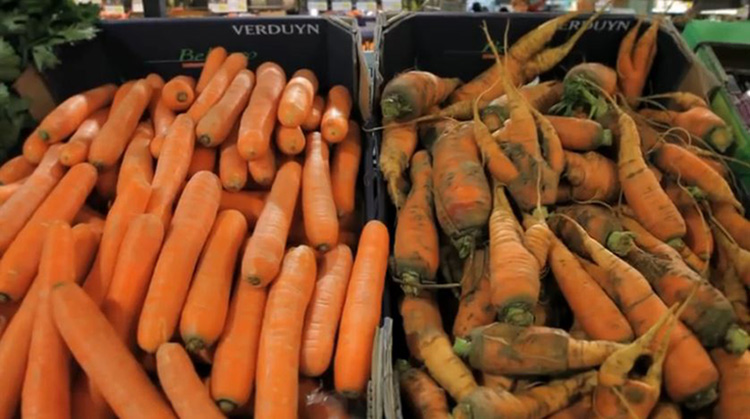 Picture of veggies good and ugly
