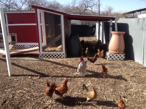 chicken operation to raise eggs for food for residents