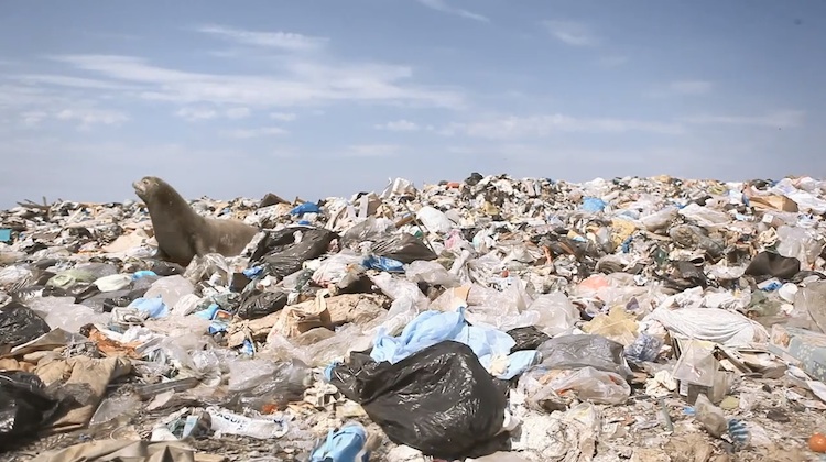 canadian littering issue