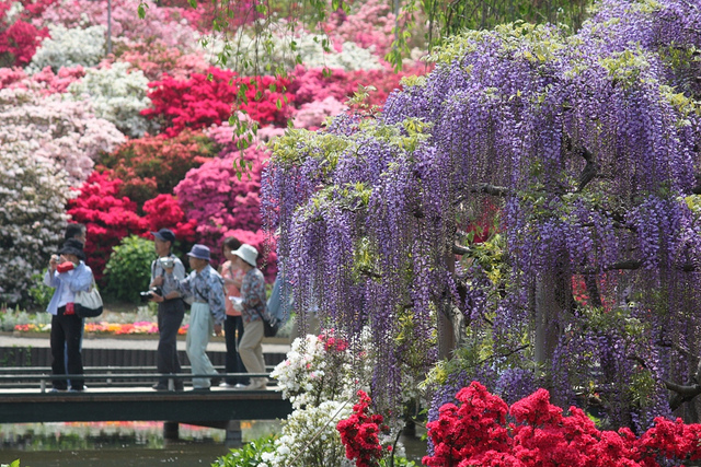 japan flower park 