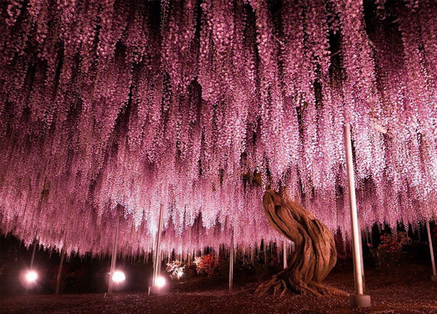 ashikaga flower park 