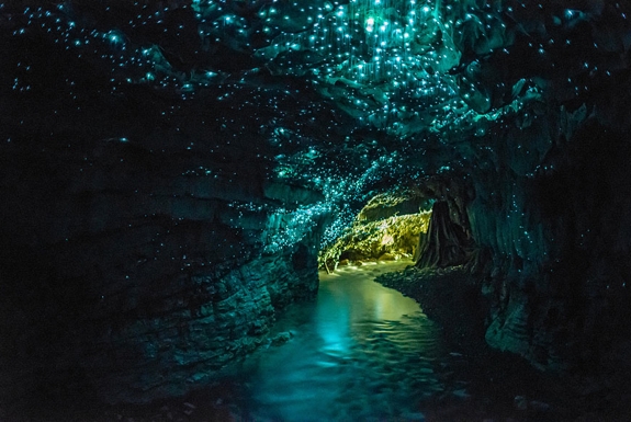 new zealand glow worm cave