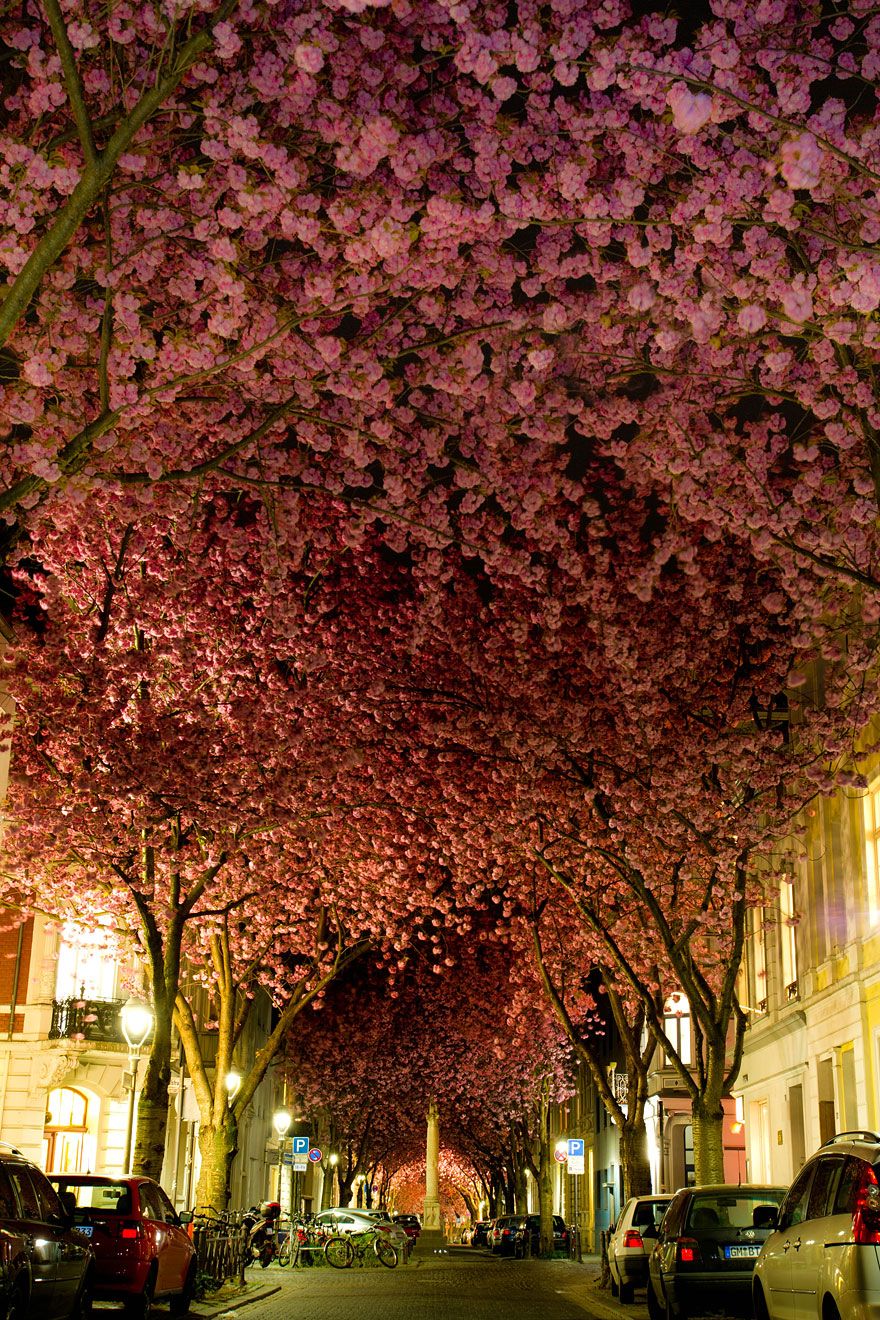 pink trees in germany