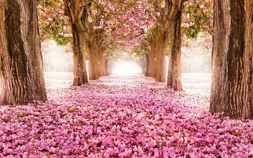 tree tunnel flowers