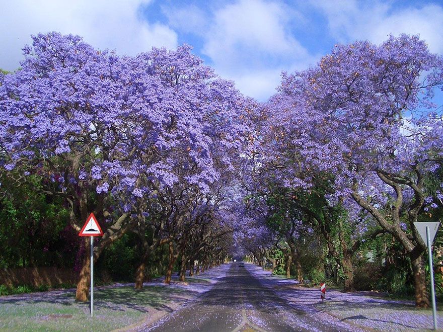 purple flower trees