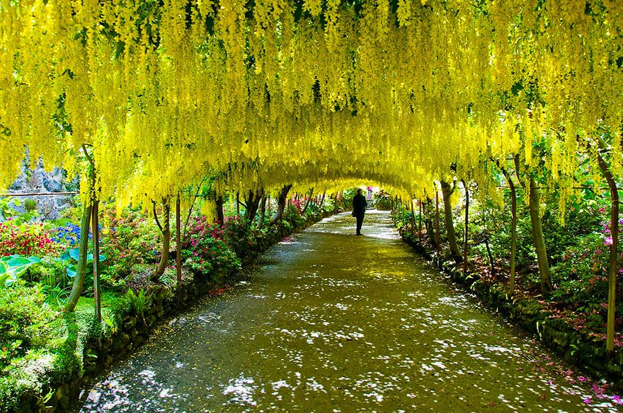 yellow trees uk