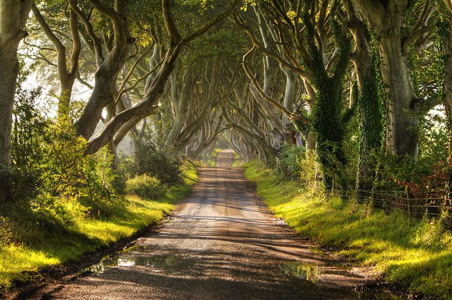 tree tunnels ireland 