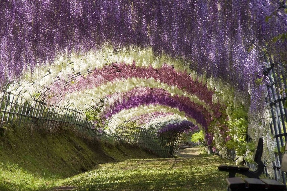 ashikaga flower park 