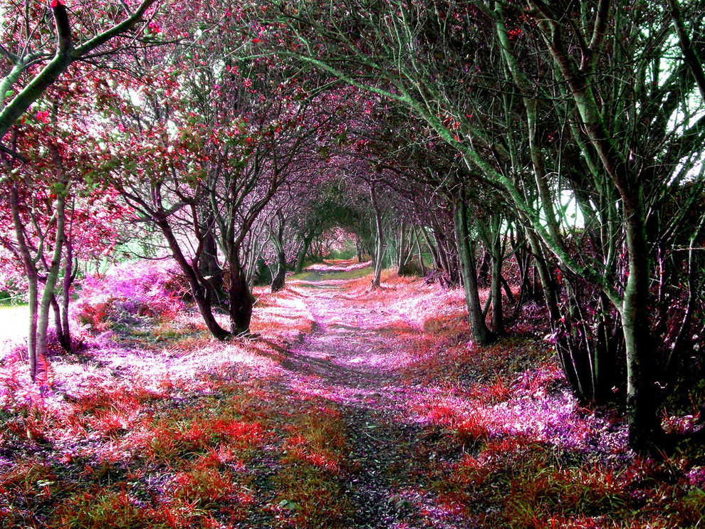 tree flowers tunnel spain