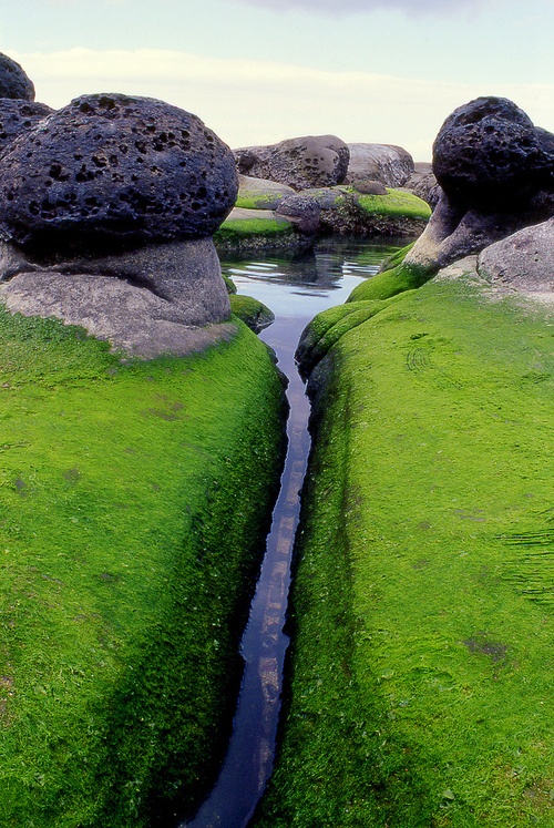 mossy inlet iceland green 