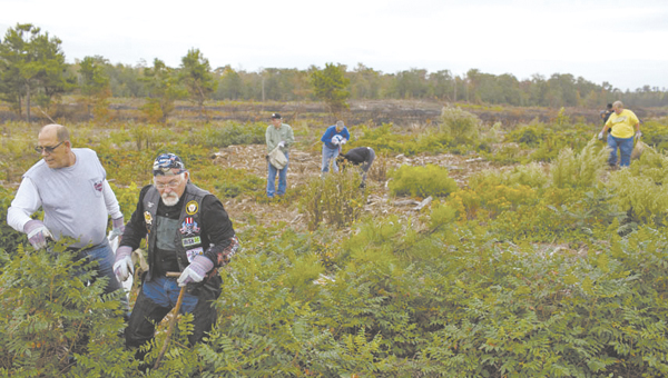 men planting trees renew the ride