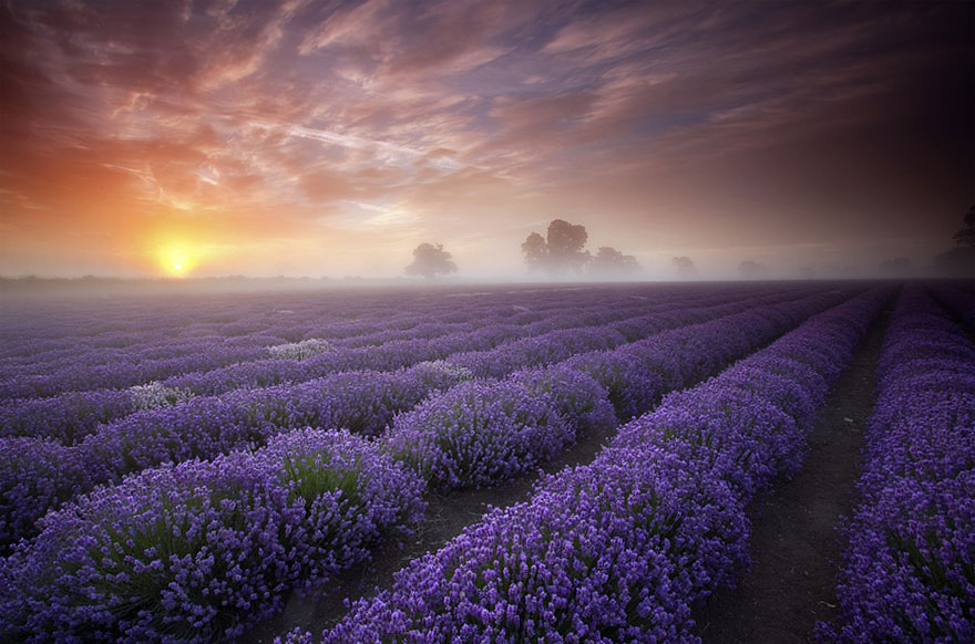 lavender fields uk 