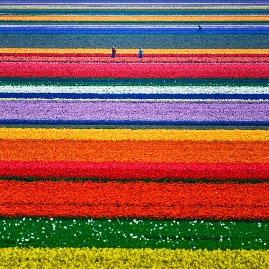 rainbow flowers netherlands
