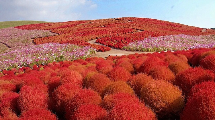 hitachi park japan