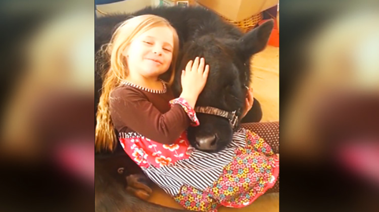 Little Girls Lets A Cow In The House