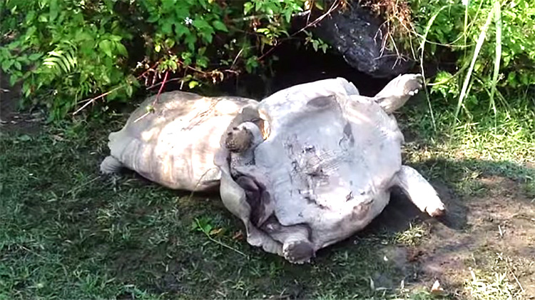 SuperTurtle