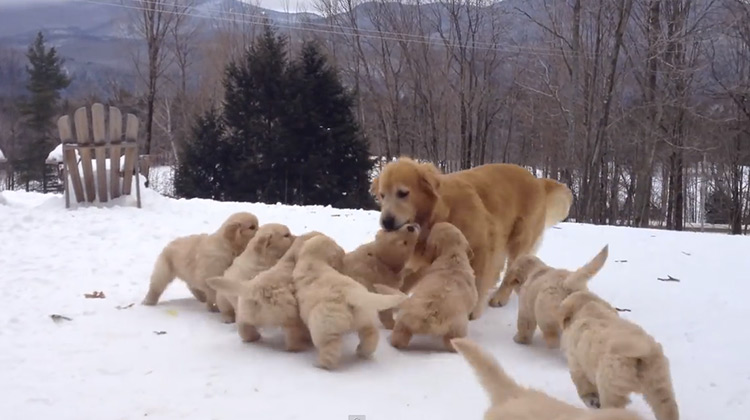9 puppies playing the snow with their momma.