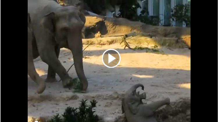 elephant saving kid