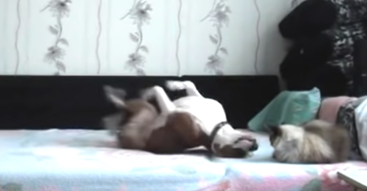 dog moving around on a bed while a cat is staring at him