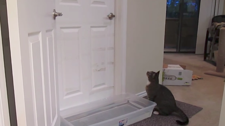 cat opens door even with water in front