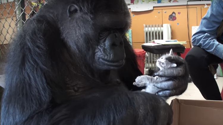 gorilla holds gray kitten
