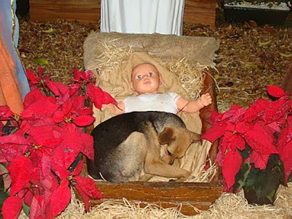 puppy-in-a-manger-3