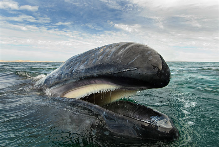 whales-dolphins-sea-animal-photography-marine-life-christopher-swann-10