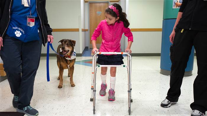 therapy-dog-akron-childrens-hospital-today-160705_4fbfebf803bb199e31d2d4e6c280abbe.today-inline-large