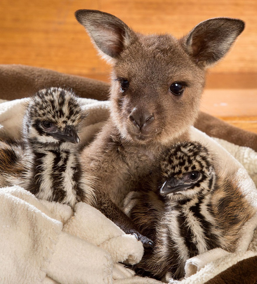 baby-kangaroo-emu-cuddle-sandwich-edi-eli-reuben-2