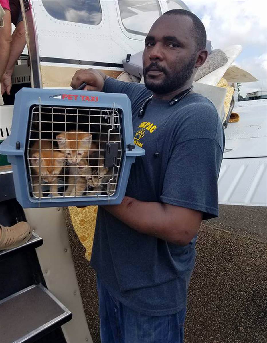 cat-rescue-today-160819-01_00d99cec6108a8c8d46d9cb59bb1454c.today-inline-large2x
