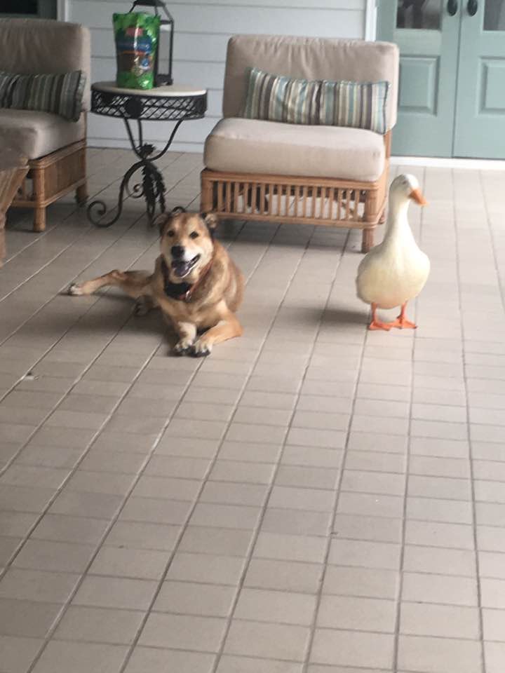 duck
